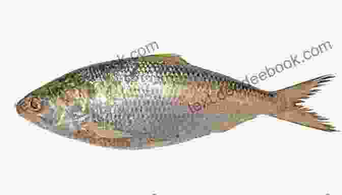 A Close Up Of A Shad Hilsa (Tenualosa Ilisha) Fish, Showing Its Silvery Scales, Pointed Snout, And Forked Tail. The Shad Hilsa Tenualosa Ilisha (Hamilton) Its Biology And Fishery