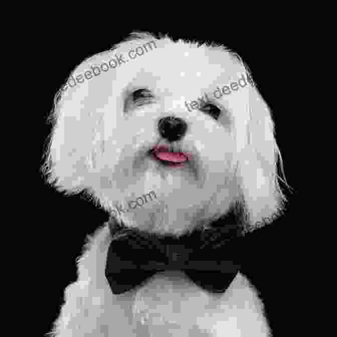 A Close Up Portrait Of A Maltese Dog Maltese (Animal Planet Dogs 101) Jenny Drastura