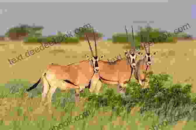 A Herd Of Oryxes Grazing On The Open Plains Of Sand River James Vaughan, Surrounded By Scattered Acacia Trees. Sand River James Vaughan