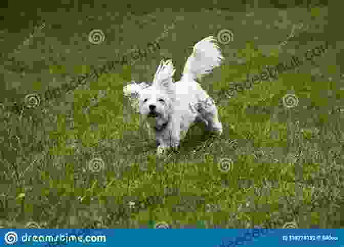 A Maltese Dog Running In A Field Maltese (Animal Planet Dogs 101) Jenny Drastura