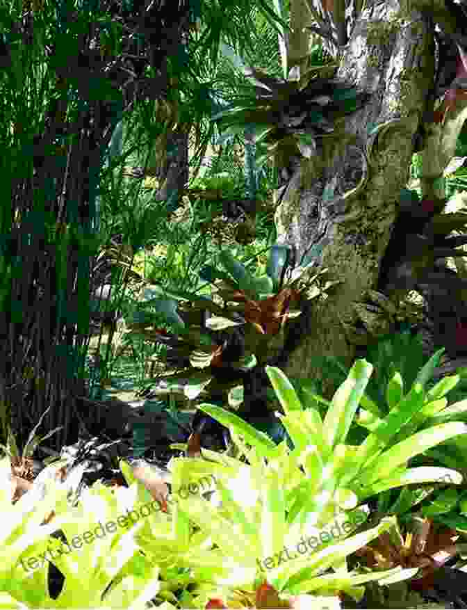 Close Up Of Colorful Bromeliads And Orchids Growing On A Tree In An Andean Cloud Forest Along The Andes And Down The Amazon