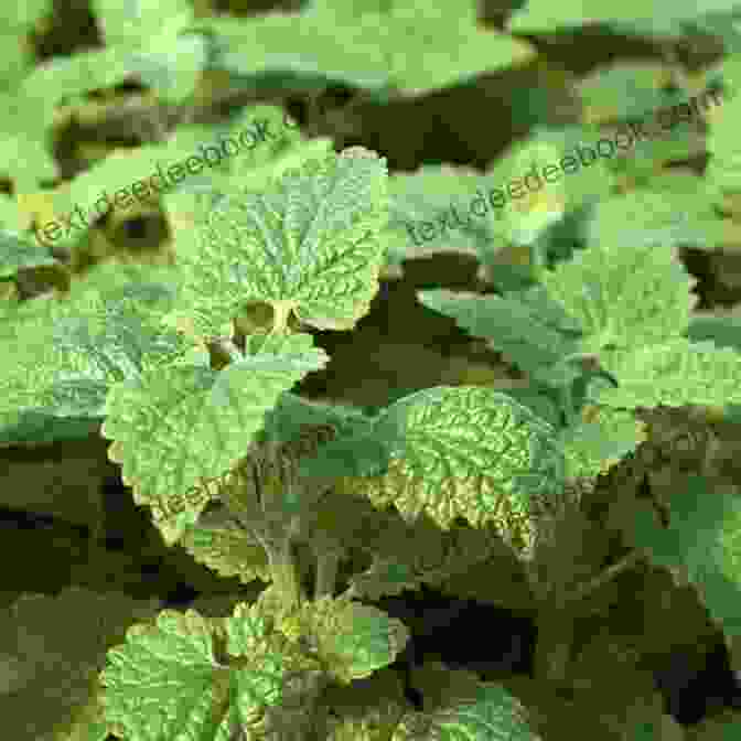 Organic Catnip Grown Without Pesticides Or Fertilizers. Catnaps Catnip And Crunchies Elaine Hamilton