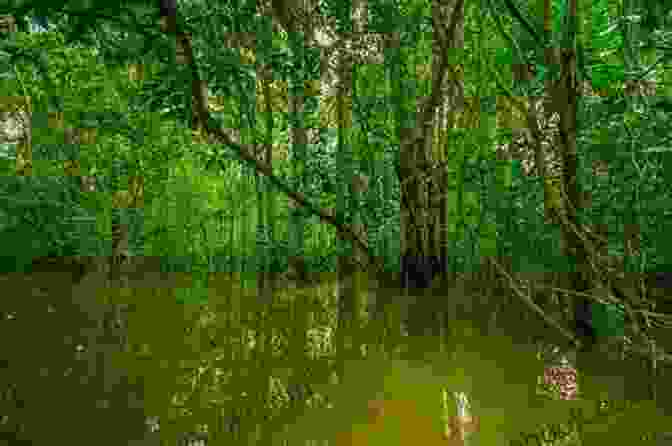 Serene View Of The Amazon River Flowing Through A Dense Rainforest, Surrounded By Lush Vegetation Along The Andes And Down The Amazon