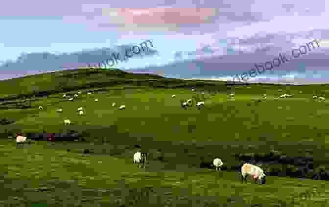 Tommy Howard's Photograph Of A Rolling Green Hill In Ireland With A Flock Of Sheep Grazing In The Foreground Picturesque Scenery In Ireland Tommy Howard