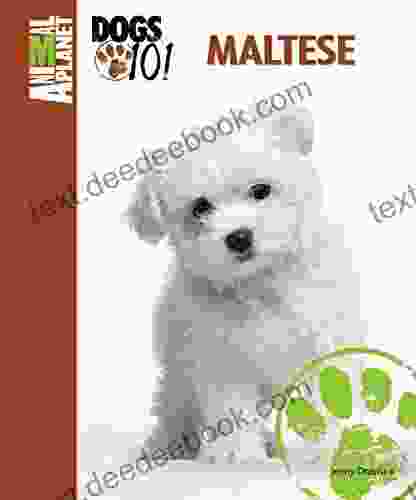 Maltese (Animal Planet Dogs 101) Jenny Drastura